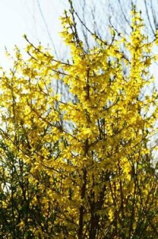 Cover of Yellow Forsythia in the Garden Plant Journal