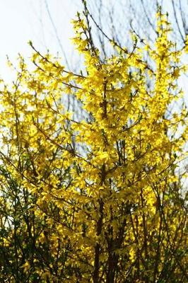 Book cover for Yellow Forsythia in the Garden Plant Journal