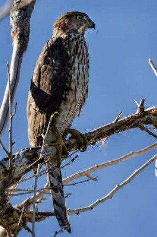 Cover of Cooper's Hawk Journal