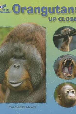 Cover of Orangutans Up Close