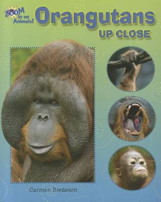 Cover of Orangutans Up Close