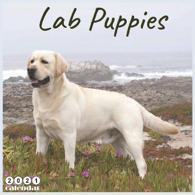 Book cover for Lab Puppies 2021 Calendar