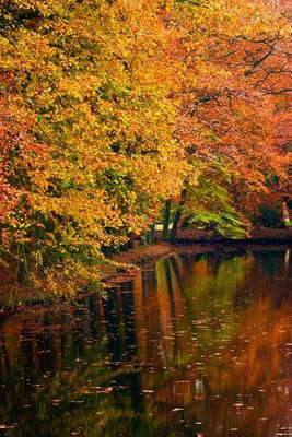 Book cover for Trees with Red, Orange, Yellow, and Green Leaves Exploding in Autumn Color