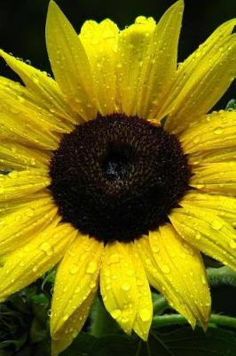 Book cover for Sunflower Covered in Morning Dew Journal