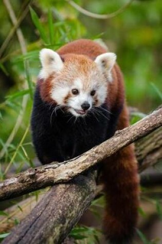 Cover of A Red Panda Walking on a Branch Journal