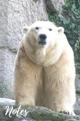 Cover of Polar Bear Notebook