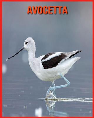 Book cover for Avocetta