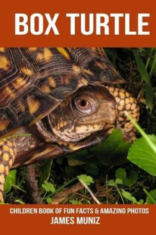 Cover of Box Turtle