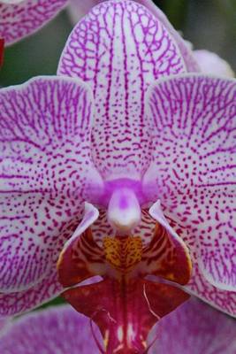 Book cover for Phalaenopsis Cultivar Orchid, for the Love of Flowers