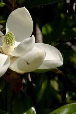 Cover of Journal Flowers Pretty Magnolia Bloom