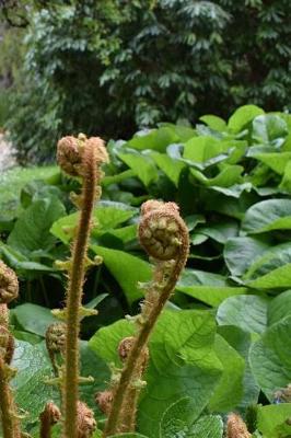 Book cover for Ferns and Greenery in the Garden Journal