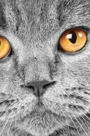 Cover of Website Password Organizer, British Shorthair Close-Up