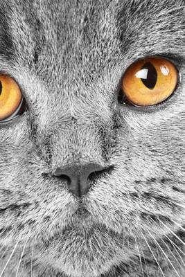 Book cover for Website Password Organizer, British Shorthair Close-Up