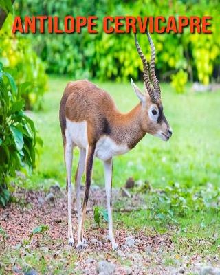 Book cover for Antilope Cervicapre