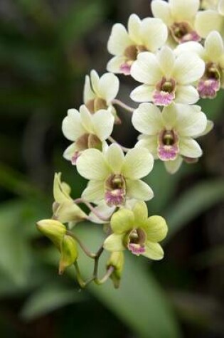 Cover of Beautiful Orchid Blossoms (for the Love of Gardening)