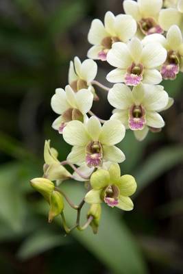 Book cover for Beautiful Orchid Blossoms (for the Love of Gardening)