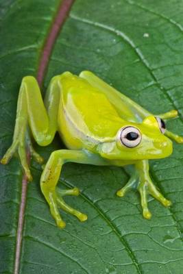 Book cover for Fleischmann's Glass Frog Journal