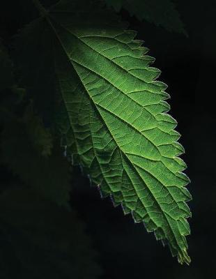 Cover of Nettle Leaf Sketchbook