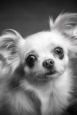 Book cover for A Cute Profile of a Chihuahua in Black and White