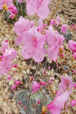 Cover of Journal Early Spring Pink Flowers