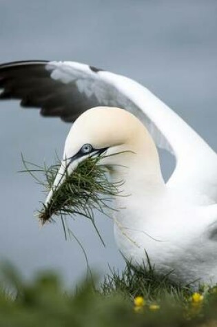 Cover of Gannet Putting Together a Nest by the Shore