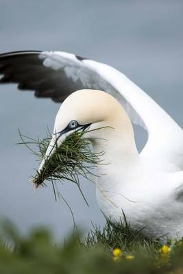 Book cover for Gannet Putting Together a Nest by the Shore