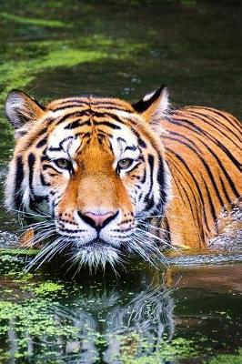 Book cover for Tiger in the Water - Must Be Bath Time Journal