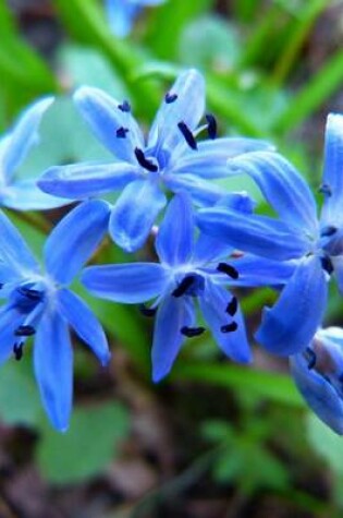 Cover of Scilla Blue Star, for the Love of Flowers