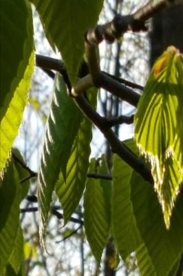 Book cover for 2020 Weekly Planner Sunlight Shadows Backlit Leaves 134 Pages