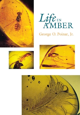 Book cover for Life in Amber