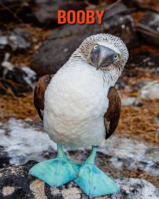 Book cover for Booby