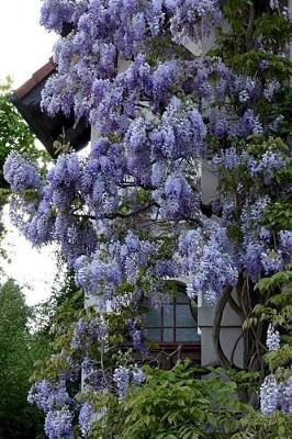 Book cover for Breathtaking Purple Wisteria Spring Flowers Journal