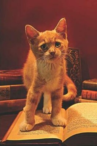 Cover of Orange Ginger Tabby Kitten