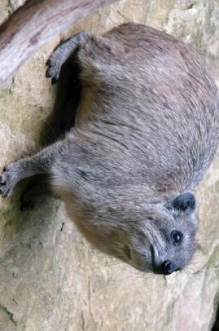 Cover of Procavia Capensis Rock Hyrax on a Rock of Course