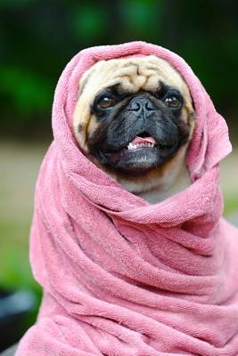 Book cover for Pug Dog Wrapped in a Pink Towel Journal