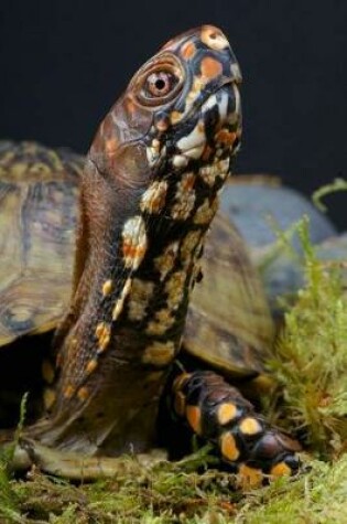 Cover of The Box Turtle Journal