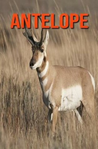 Cover of Antelope