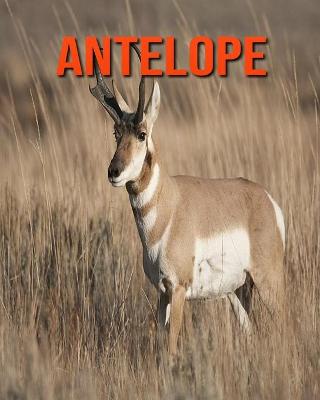 Book cover for Antelope