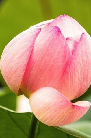 Cover of A Pink Lotus Blossom Up Close Journal