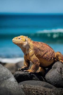 Book cover for Marine Iguana