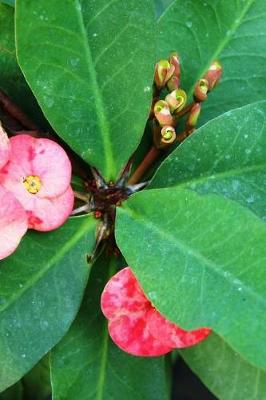 Book cover for Euphorbia Millii Crown of Thorns Flowers Journal