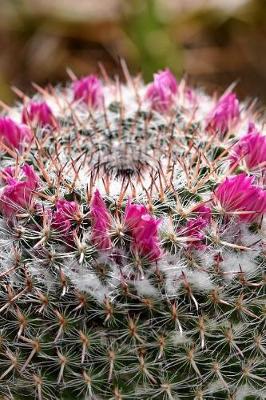 Book cover for A Crown of Cactus Flowers Close-Up Succulent Journal