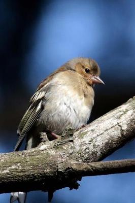 Book cover for Common Chaffinch Female Bird Journal