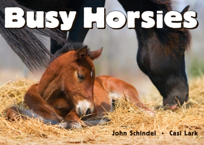 Cover of Busy Horsies