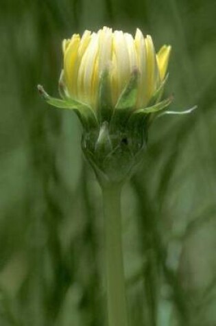 Cover of Taraxacum Californicum Dandelion Flower Bloom Journal