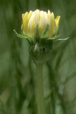 Book cover for Taraxacum Californicum Dandelion Flower Bloom Journal