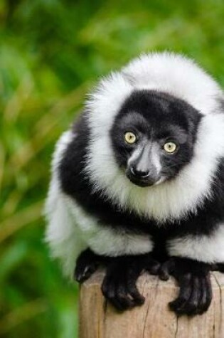 Cover of A Cute Black and White Lemur Perched on a Pole Journal