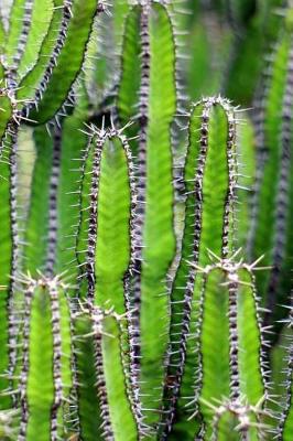 Book cover for Green Cholla Cactus Journal