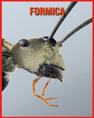 Book cover for Formica