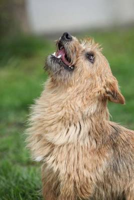 Book cover for A Norwich Terrier Looking Up Dog Journal